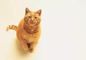 Can My Cat Eat That? What People Foods are Safe for Cats?