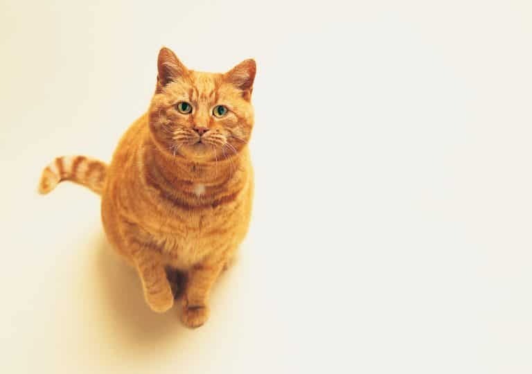 Can My Cat Eat That? What People Foods are Safe for Cats?