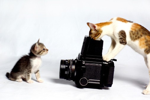 photographing cats
