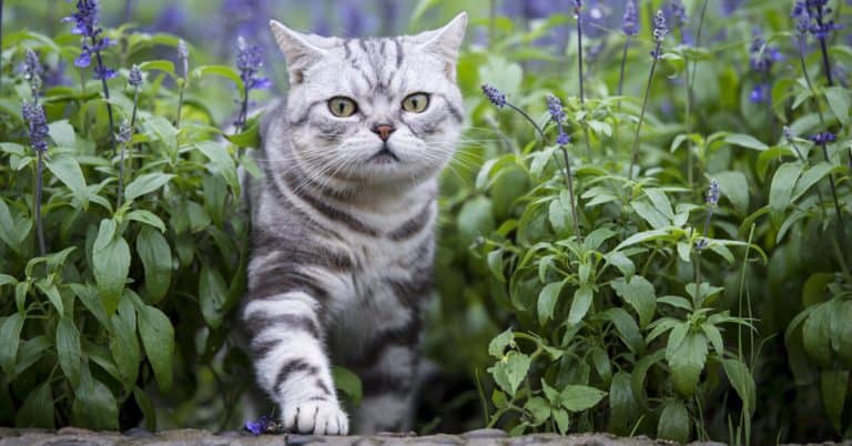 What You Need to Know About Essential Oils and Cats
