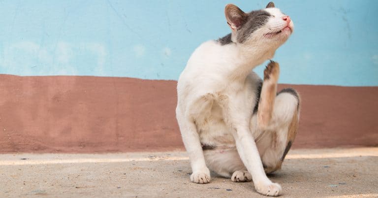 Get A Jump Start on Flea Prevention this Spring