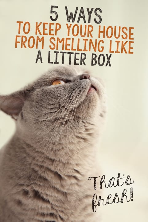 litter smells