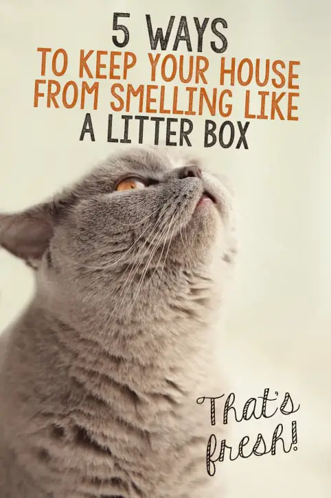 stop cat litter smell