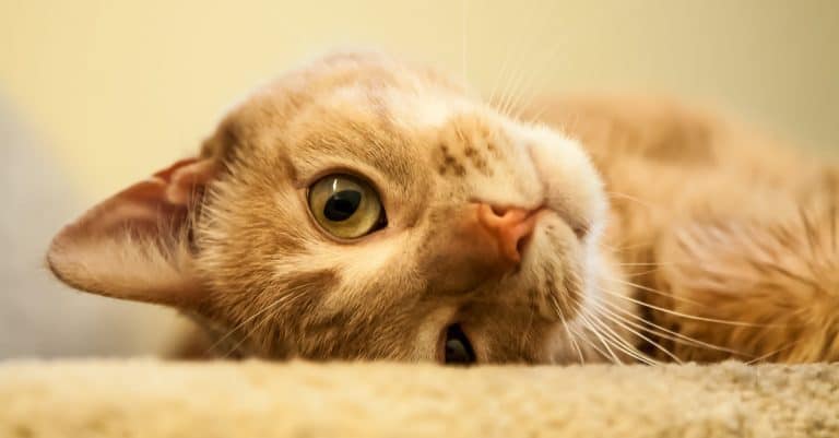 25 Ways to Make Your Cat Happy