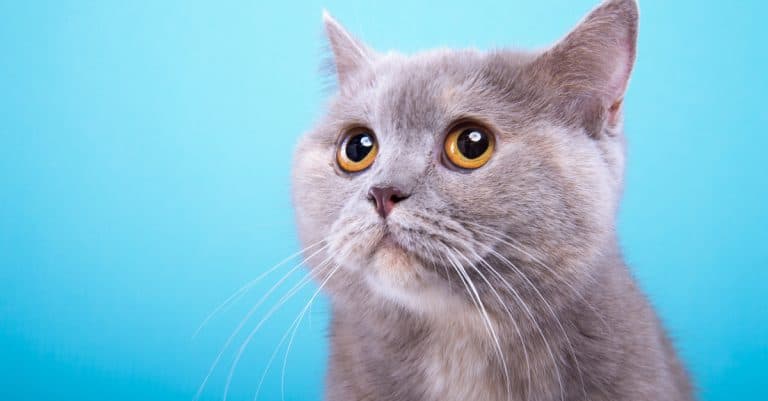 Clicker Train Your Cat to do Just About Anything!