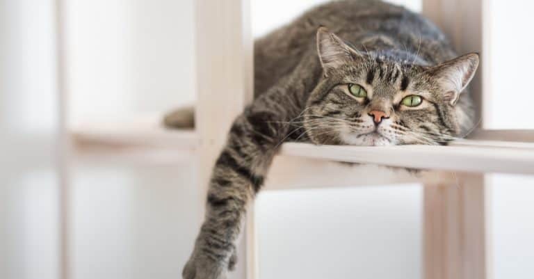 Indoor-osis: Is an Indoor Life Making Your Cat Sick?