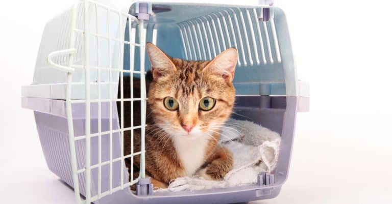 How to Make the Carrier Your Cat’s New BFF