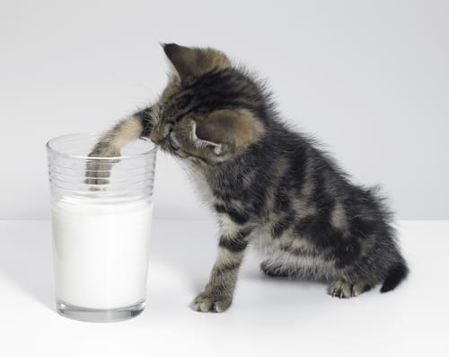 can cats drink milk