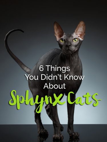 6 Things You Didn't Know About Sphynx Cats - The Catington Post