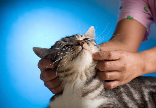 glucosamine for cats