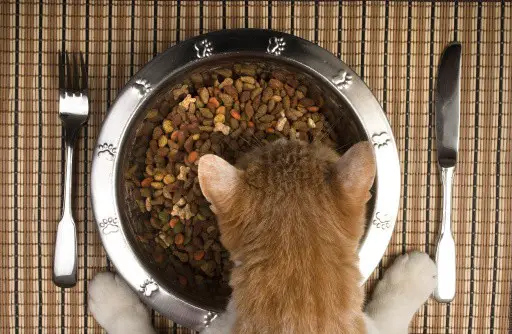 best wet cat food for finicky eaters