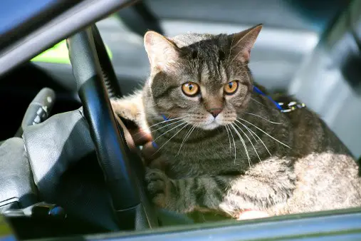 cat hair in the car