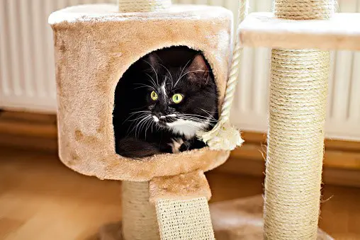 calm cat tree