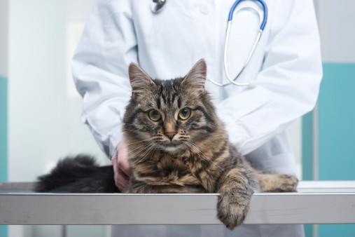 treatment for feline arthritis