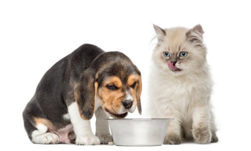 best cat food for finicky cats