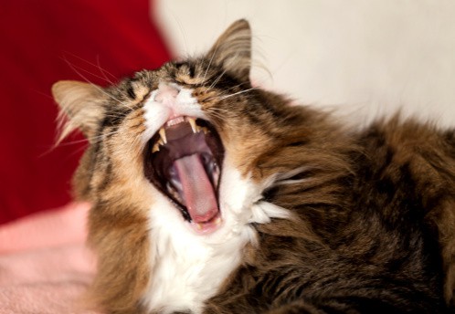 9 Warning Signs Your Cat Could be Sick - The Catington Post