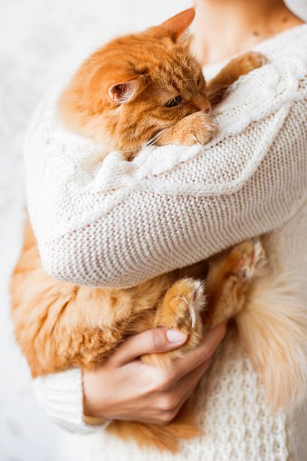 How To Remove Cat Hair From Everything The Catington Post