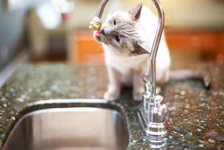 teaching cats to stay off counters