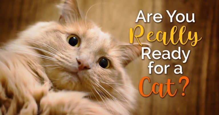 Are You Really Ready for a Cat? - The Catington Post