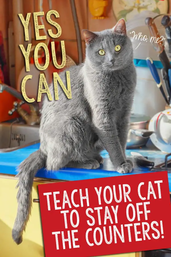 Yes, You Can Teach Your Cat to Stay Off the Counters!