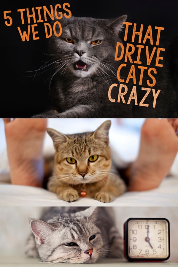 drive cats crazy pin