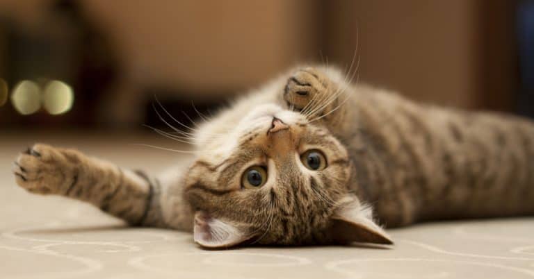 5 Fun Games You Can Play with Your Cats