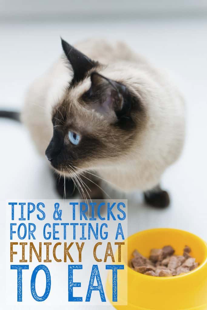 cat food for finicky cats