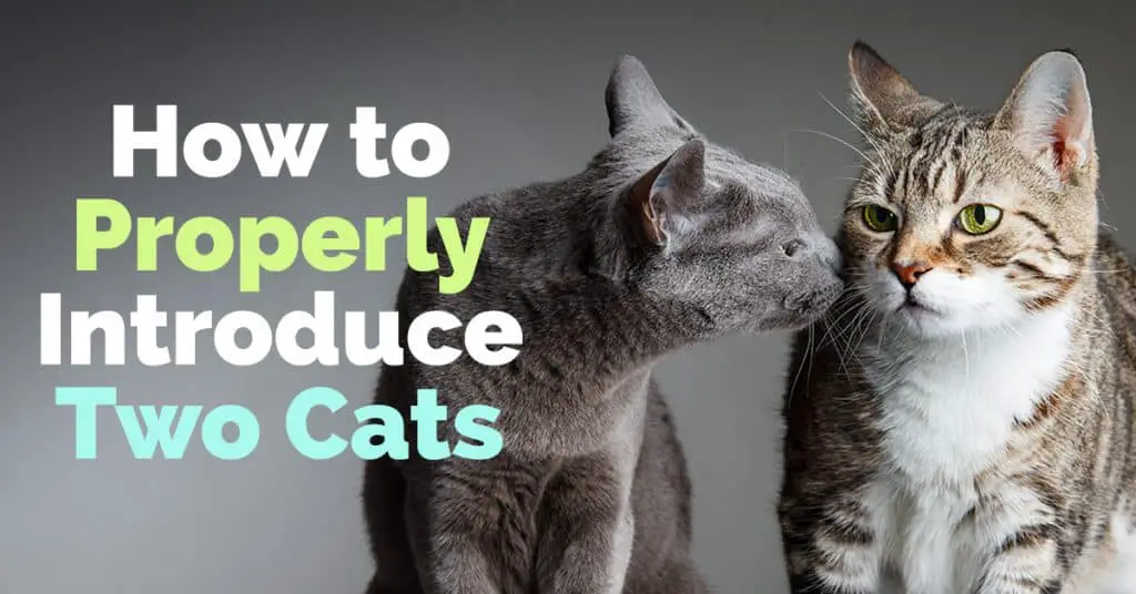 feature image for how to properly introduce two cats