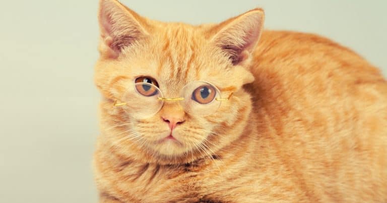 5 Questions Your Cat Would Ask (If They Could)