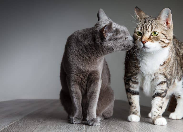How to Properly Introduce Two Cats