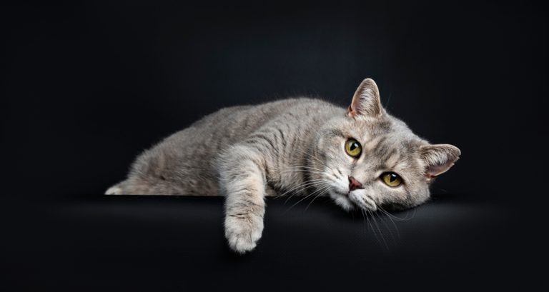 Arthritis and Joint Pain in Cats: It’s More Common Than You Think