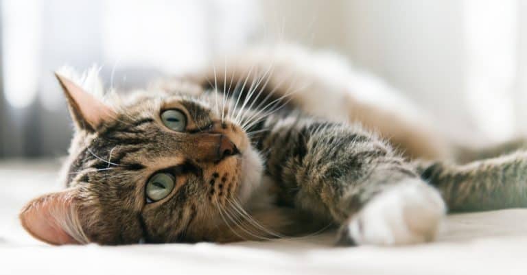 Dealing With Cat Hair… Everywhere!
