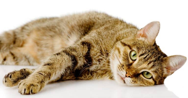 9 Warning Signs Your Cat Could be Sick