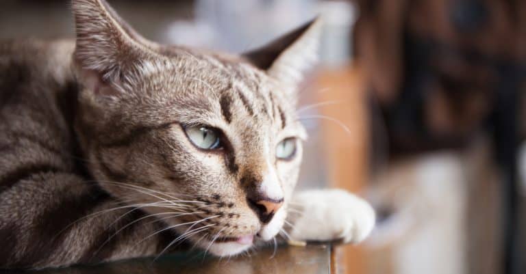 What’s Your Cat Doing Today?