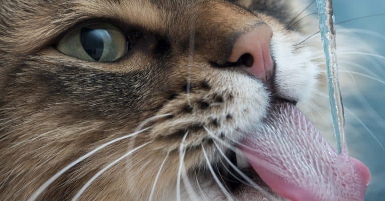 Is Your Cat Drinking Enough Water?