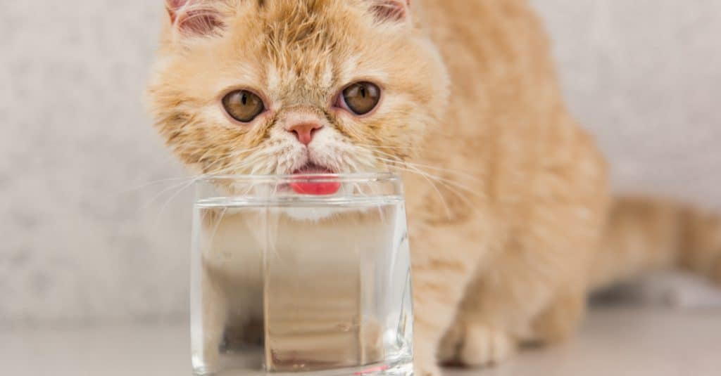 how to get your cat to drink more water