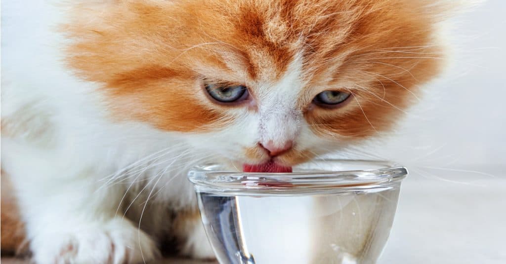 cat drinking water from clear glass bowl