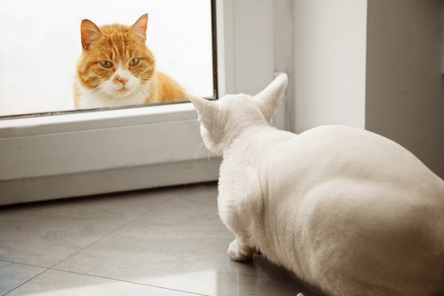 two cats are being introduced through a window so they can see each other but not touch