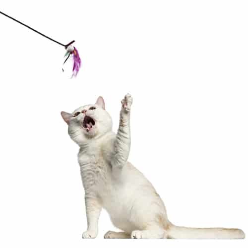 bird toy for cats