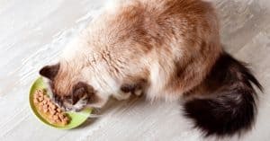 Tips & Tricks for Getting a Cat to Eat