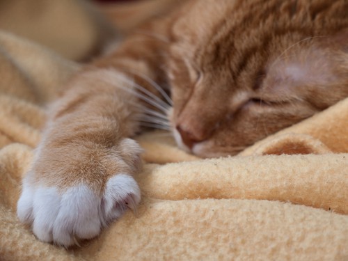 a ginger kitten is sleeping on a yellow blanket to get used to another cat's scent and leave his own scent behind