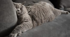 8 Ways to Keep a Cat Calm