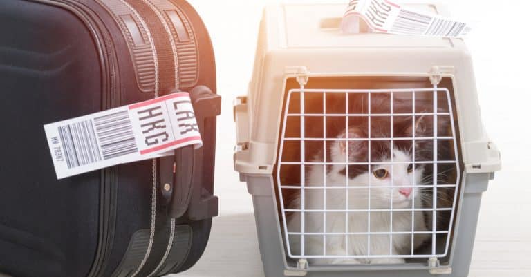United Airlines Unveils New Pet Policy, Bans More Than 40 Dog and Cat Breeds from Travel