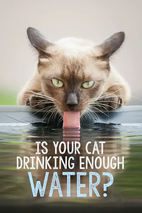 Is Your Cat Drinking Enough Water? The Catington Post