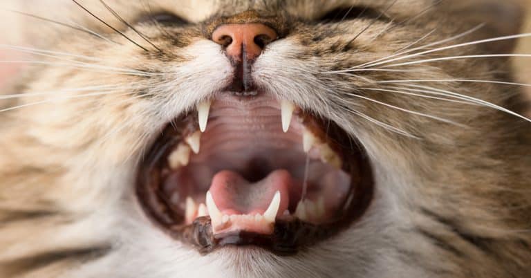 5 Fascinating Facts About Your Cat’s Teeth