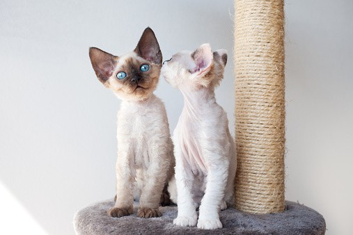 devon rex