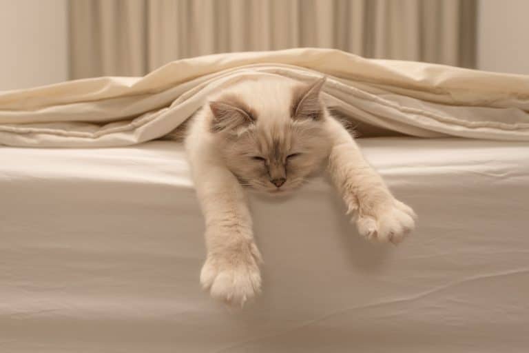 How To Keep Your Cat From Keeping You Up All Night