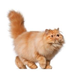 All About The Glamorous Persian Cat