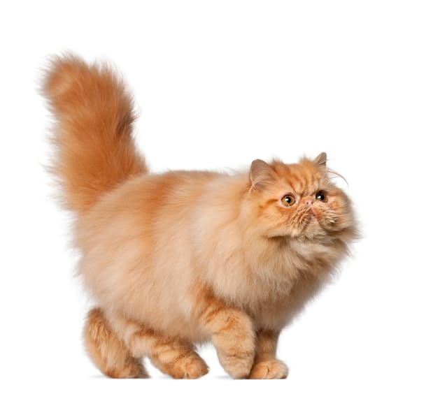 Persian cat, 7 months old, in front of white background