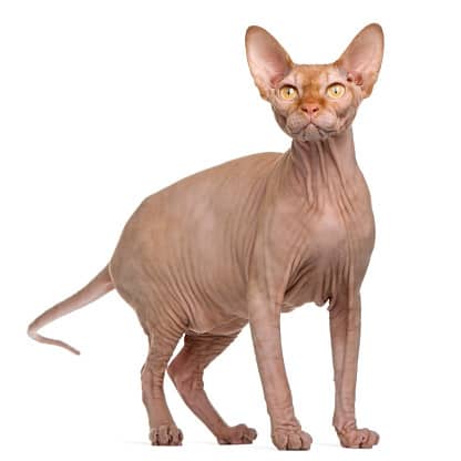 sphynx